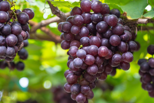 ブレテダンテクノロジー