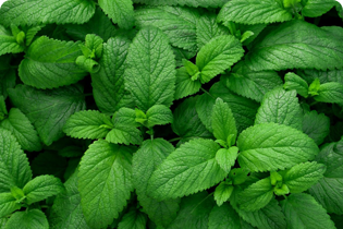 ブレテダンテクノロジー